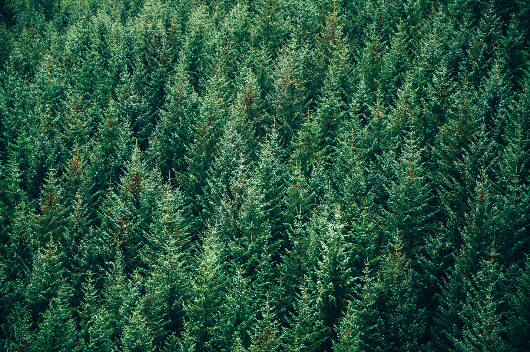 Evergreen forest